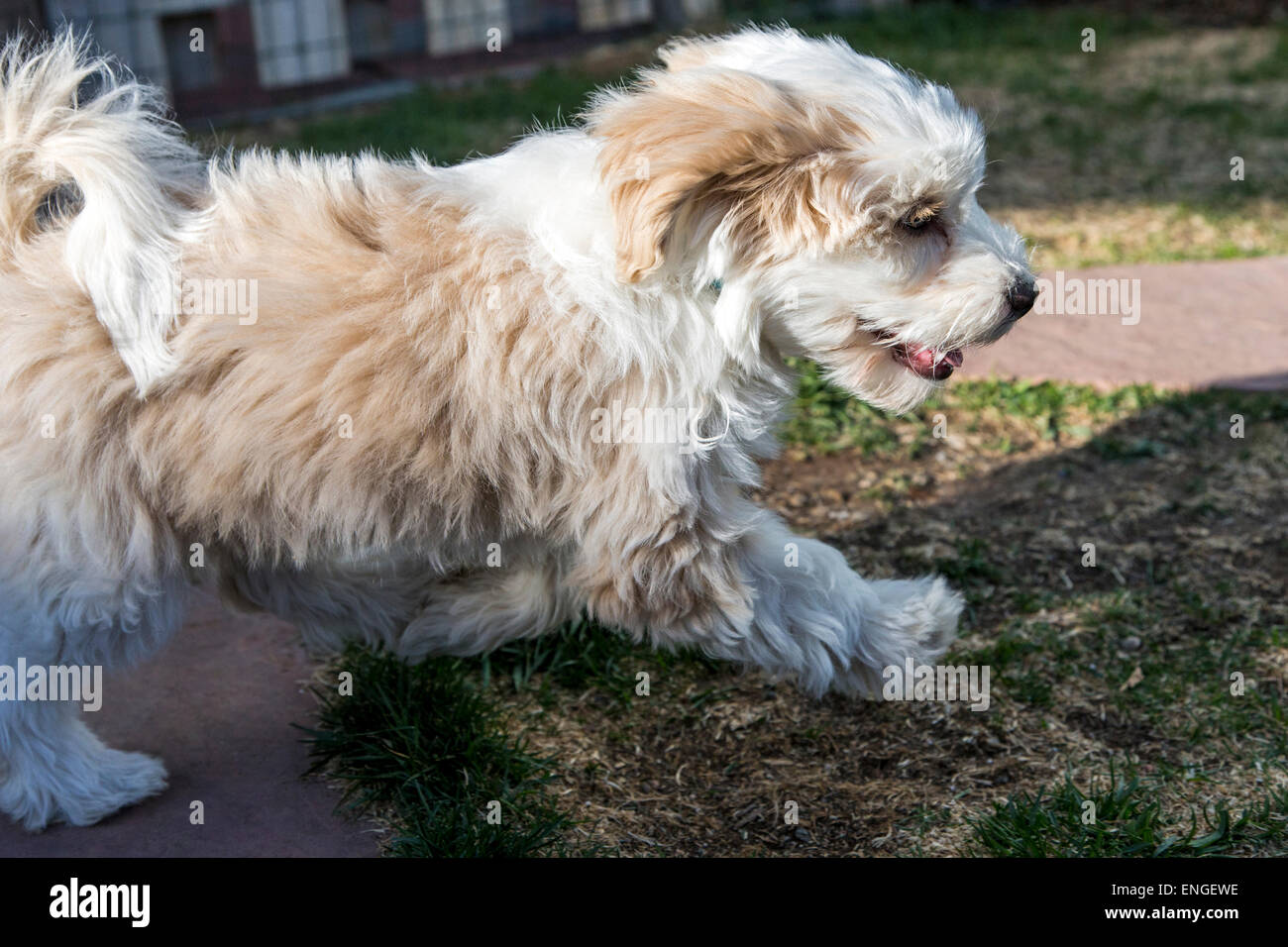 Terrier tibetano Cachorros jugando en el jardín de hierba Foto de stock