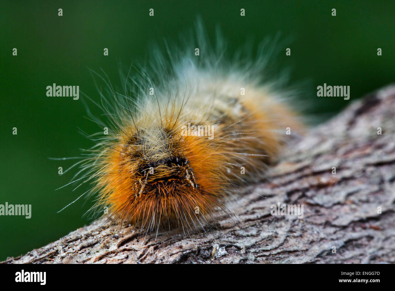 Oruga De La Polilla Bebedor Euthrix Potatoria Cerrar Fotograf a De 