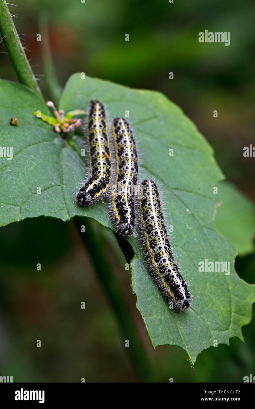 Las orugas de la mariposa blanca grande (Pieris brassicae) Come hojas  Fotografía de stock - Alamy