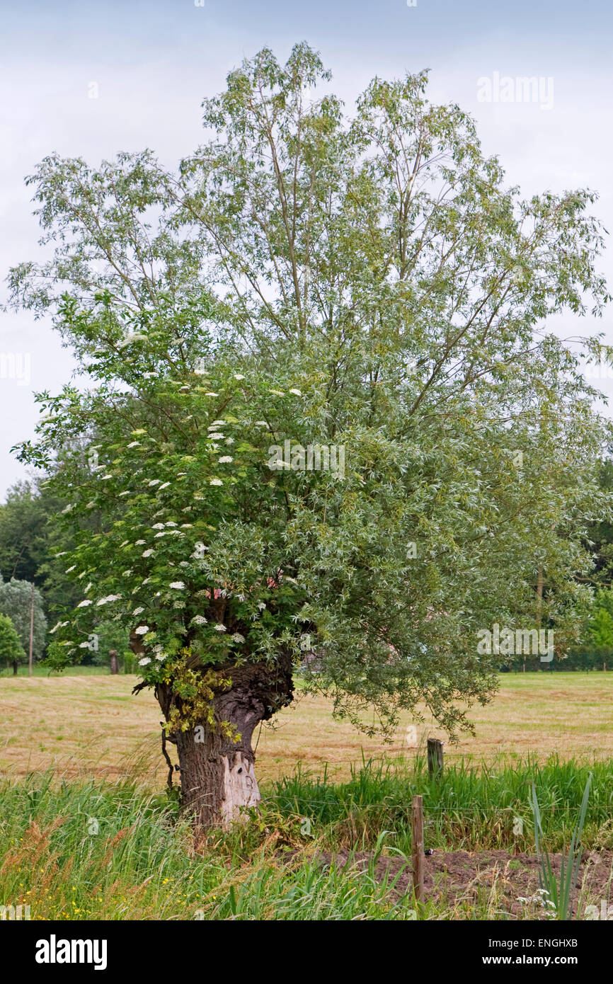 Floración elderberry europeo (Sambucus nigra) creciente de pollard willow Foto de stock