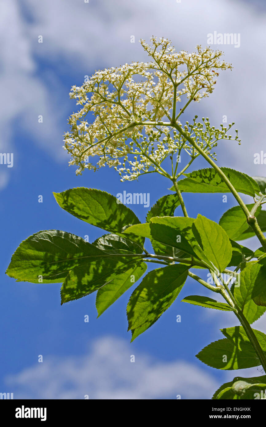 Elder europea / European elderberry (Sambucus nigra) en flor en primavera Foto de stock