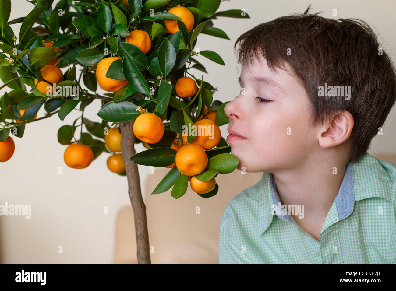 Chico cerca de la pequeña rama de árbol de mandarina Foto de stock