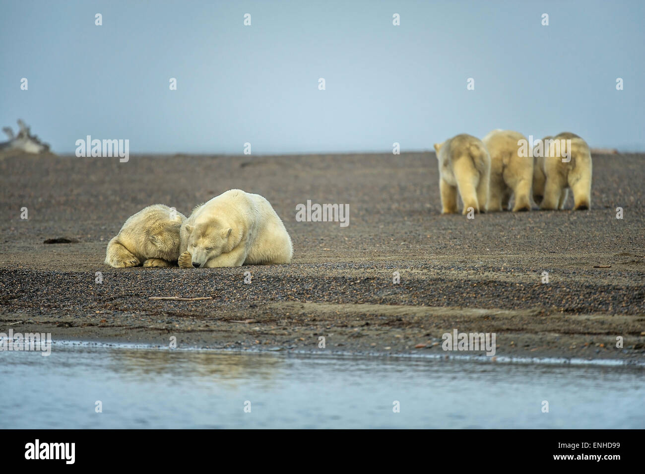 Dos osos polares (Ursus maritimus), en la parte delantera izquierda, tres osos  polares detrás, isla de grava, Kaktovik, Trueque Islandia Fotografía de  stock - Alamy