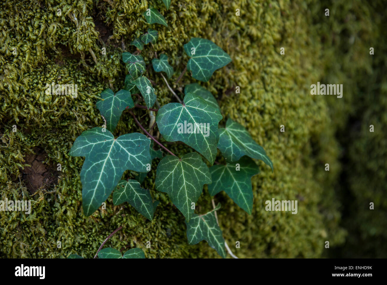Ivy en el tronco de un árbol, Austria Foto de stock
