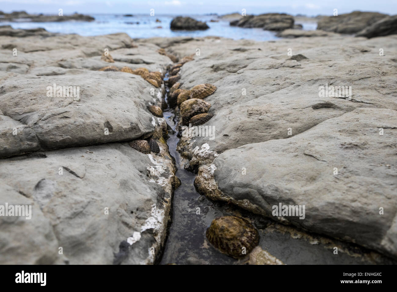 Las Lapas en la cornisa de piedra caliza, zona intermareal en la península de Kaikoura, Nueva Zelanda. Foto de stock