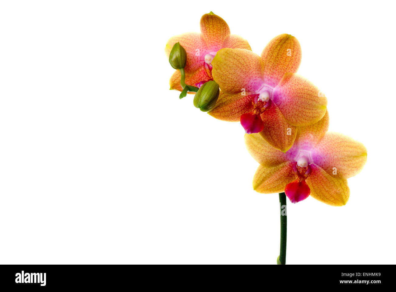 Orquídeas multicolores con espacio de copia. Foto de stock