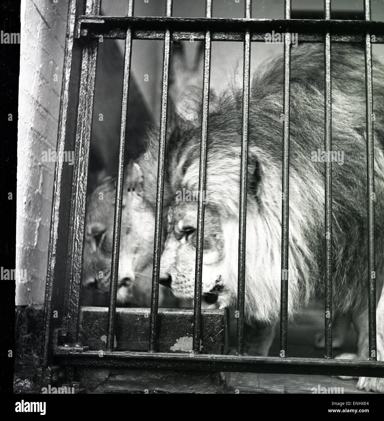 1960s, dos leones detrás de una puerta de metal de una jaula. Foto de stock