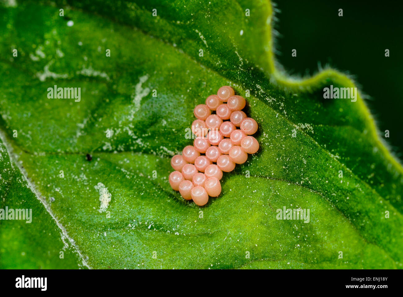 huevos de insecto Fotografía de stock - Alamy