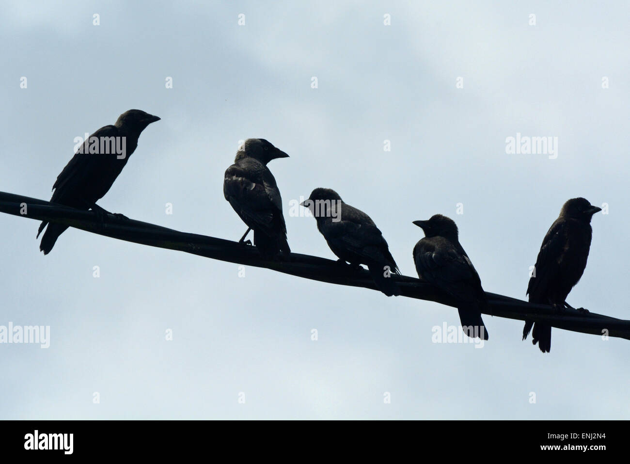 Los cuervos sentado en un cable de teléfono Foto de stock