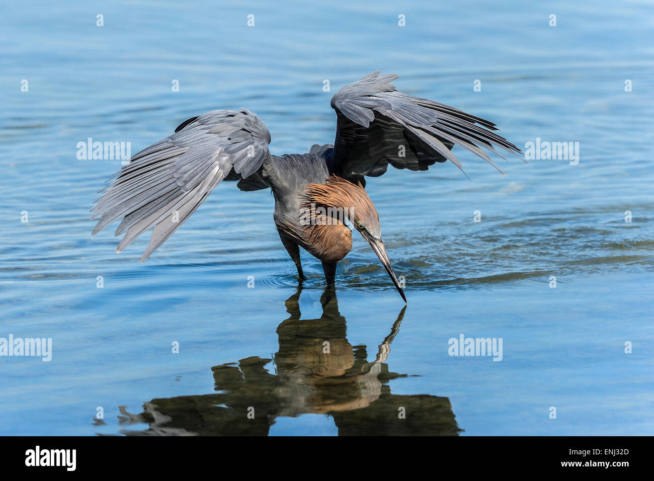 Garceta rojiza, Egretta rufescens Foto de stock