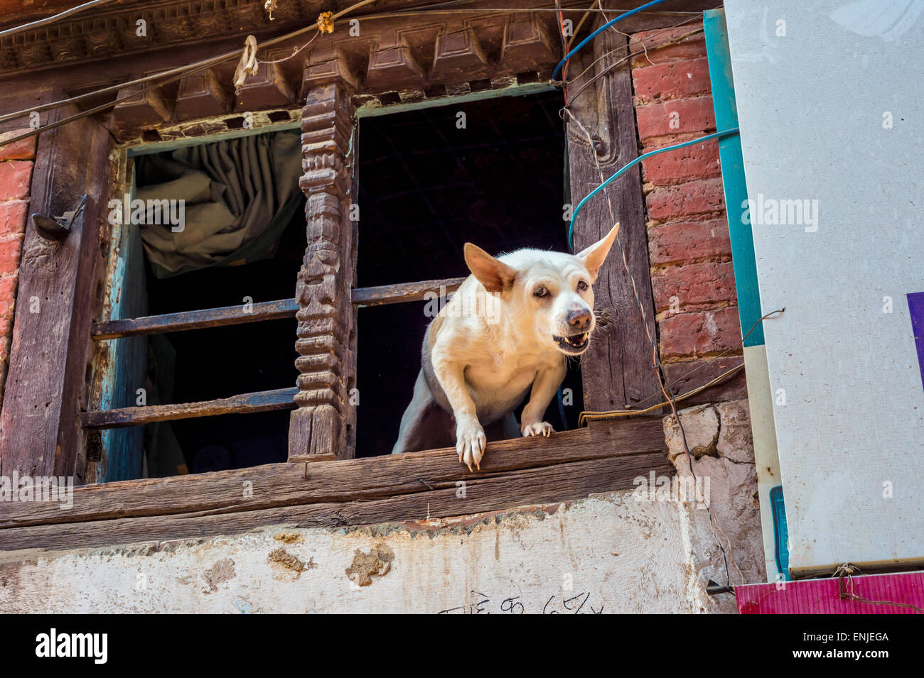 Perro ladrando enojado en la ventana, en Bhaktapur, Nepal Foto de stock