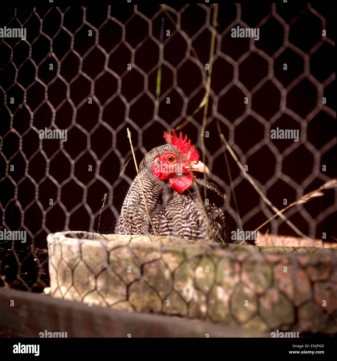 Un curioso gallina en gallinero, República Checa Foto de stock