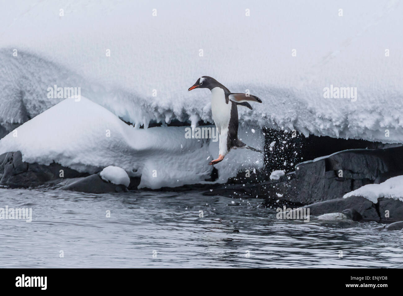Pingüinos papúa (Pygoscelis papua) saltando en el mar en la Isla Booth, La Antártica, regiones polares Foto de stock
