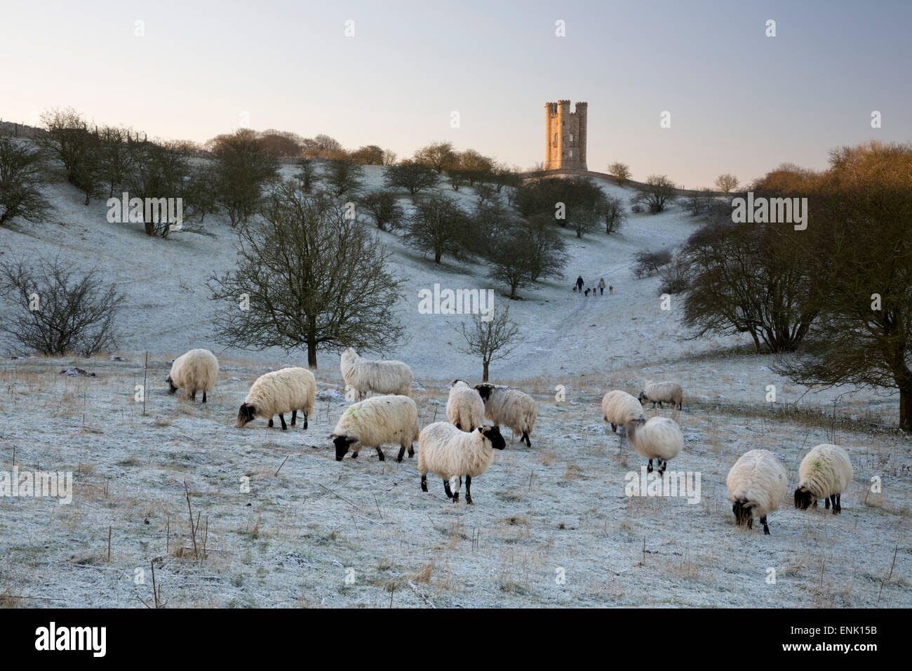 Torre de Broadway y ovejas en mañanas heladas, Broadway, Cotswolds, Worcestershire, Inglaterra, Reino Unido, Europa Foto de stock