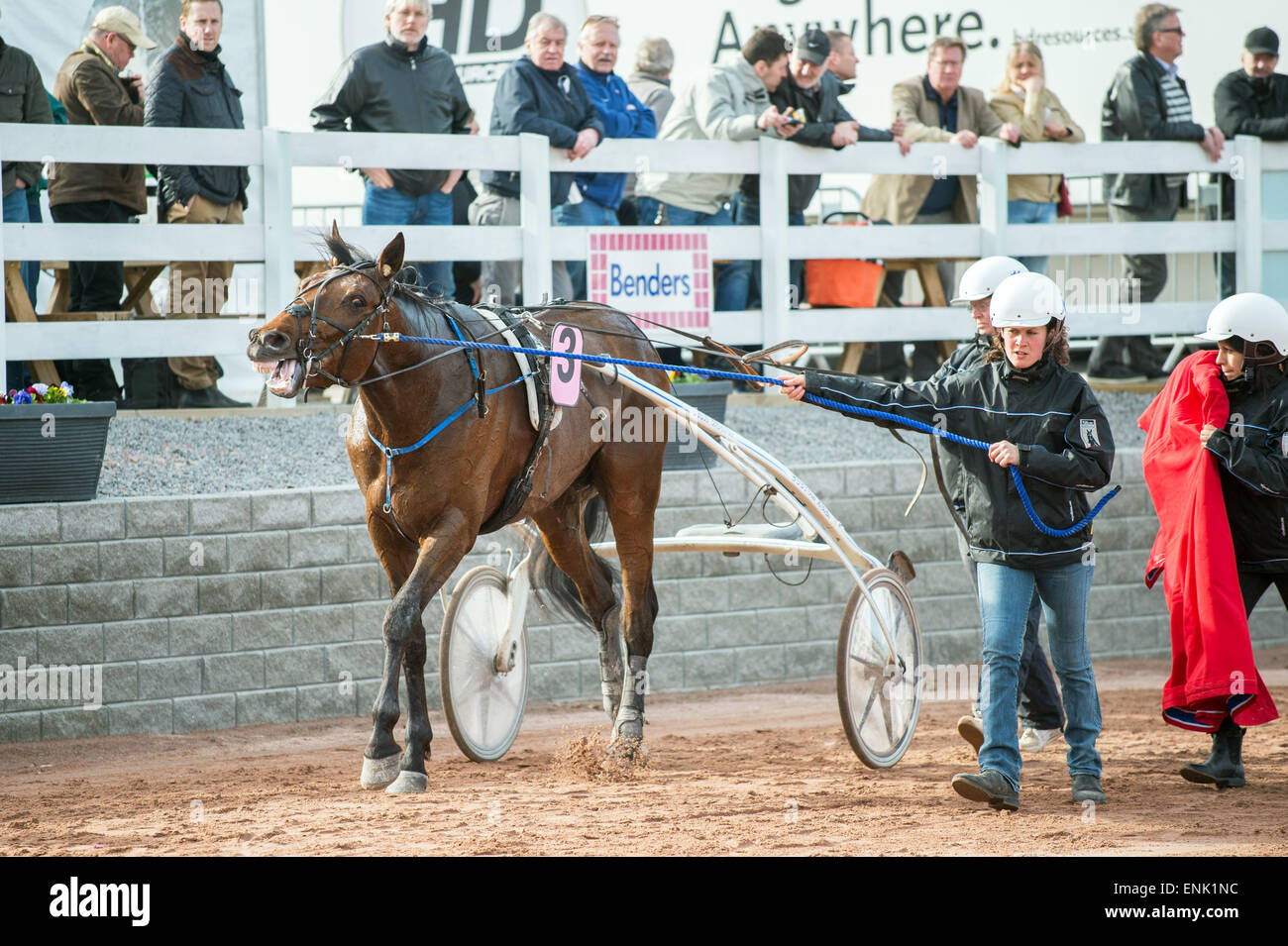 Caballo noruego Papagayo E en el Winner's Circle tras ganar Kjell P Dahlström memorial race en Mantorp en Suecia Foto de stock