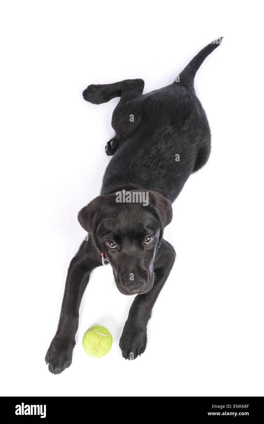 Lindo perrito Labrador Retriever negro con pelota de tenis cortada aislado sobre fondo blanco. Foto de stock