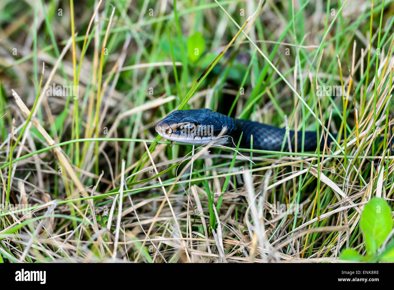 Coluber constrictor priapus, Southern black racer, viera, florida Foto de stock