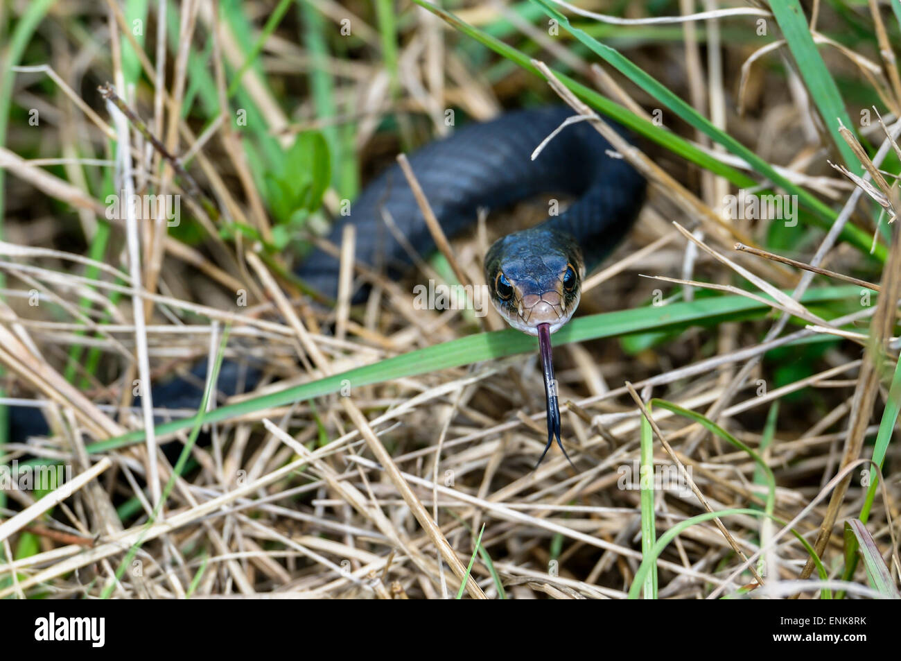 Coluber constrictor priapus, Southern black racer, viera, florida Foto de stock