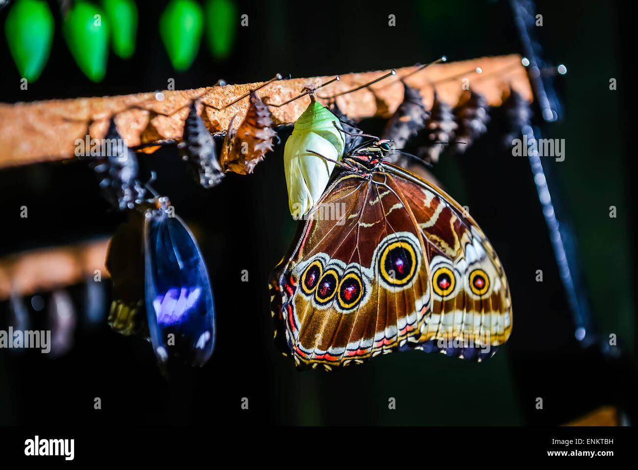 Close-up de Morpho peleides mariposa y crisálida Foto de stock