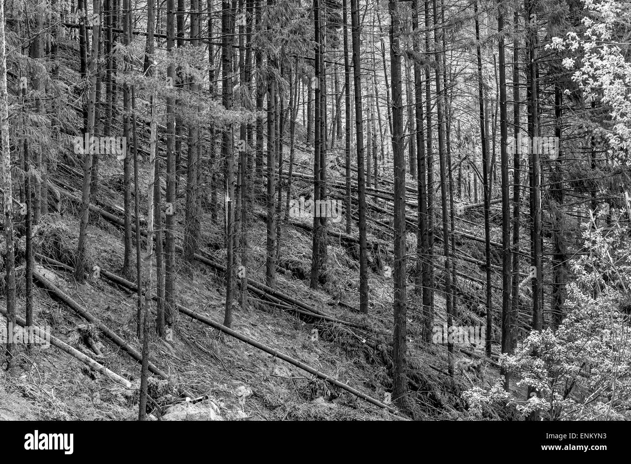 Un bosque después de una fuerte tormenta - rotas y árboles caídos Foto de stock