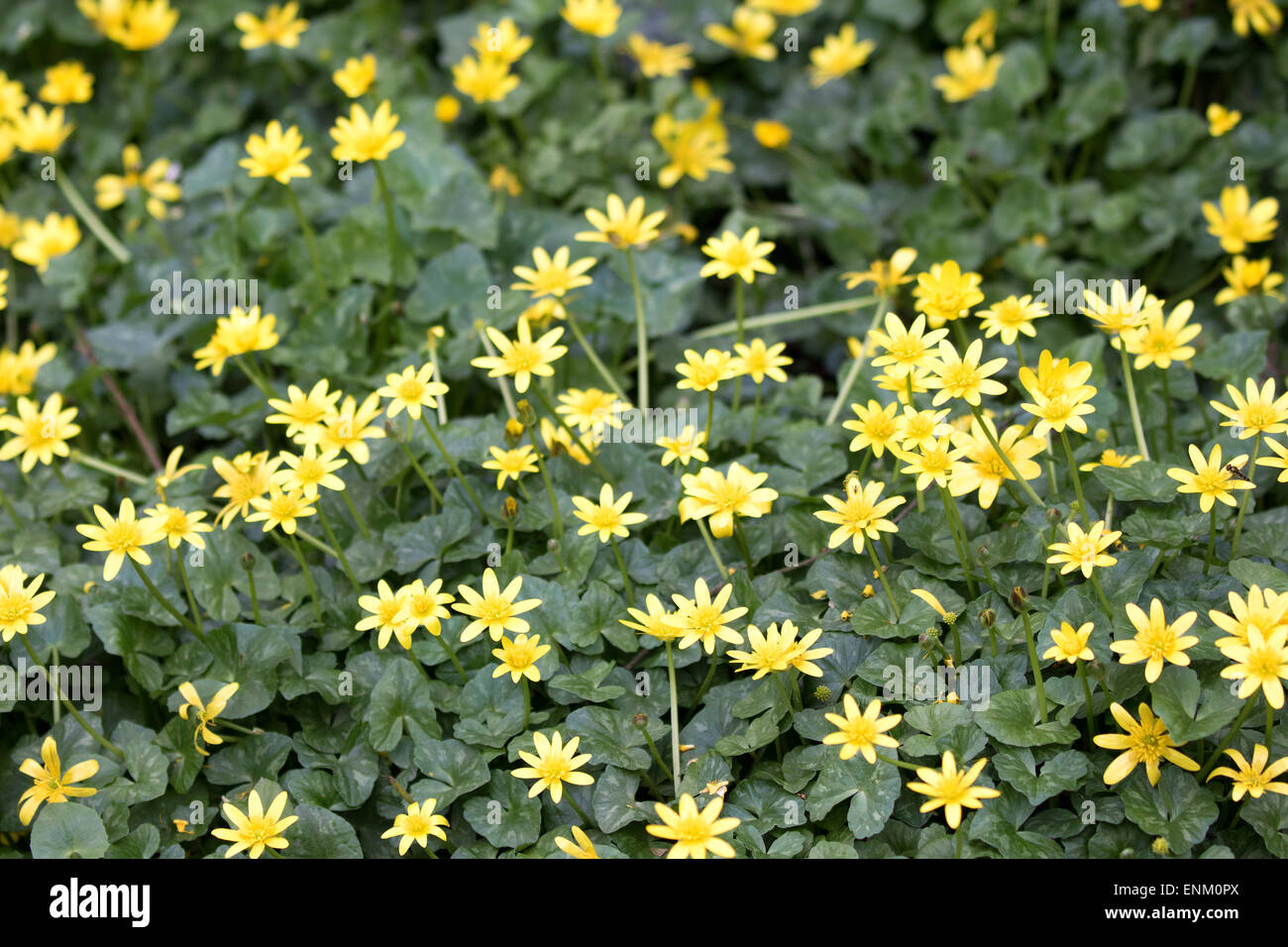 Ranunculus ficaria - Lesser Celandine, perenne flor salvaje Foto de stock
