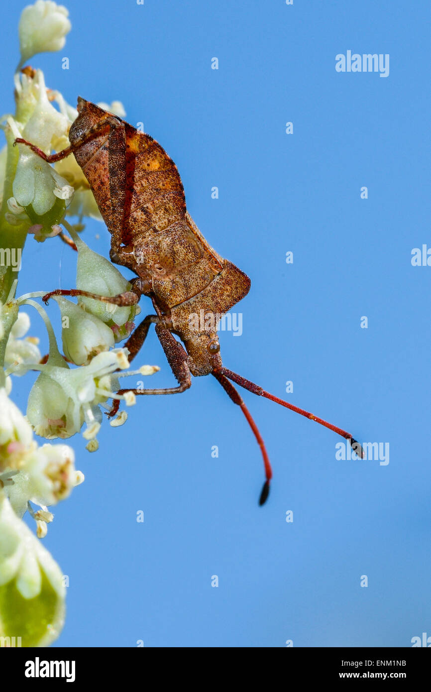 Dock leaf bug, coreus marginatus Foto de stock
