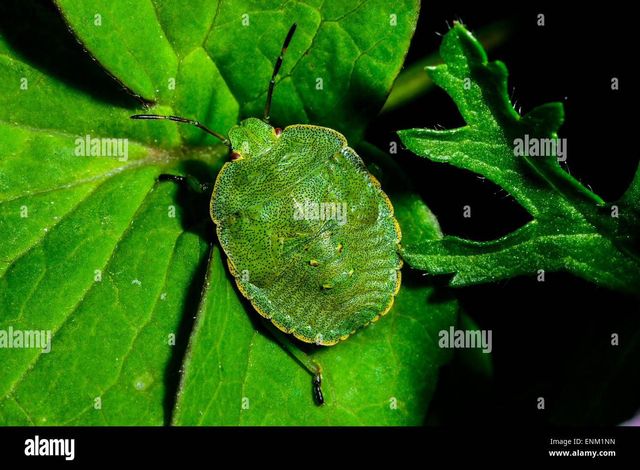 Escudo verde bug, palomena prasina Foto de stock