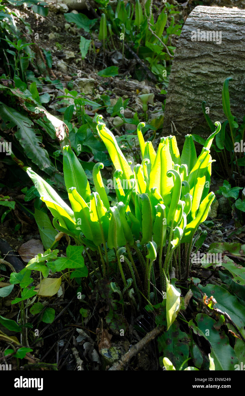 Lengua Harts Fern Asplenium scolopendrium crece en bosques Foto de stock