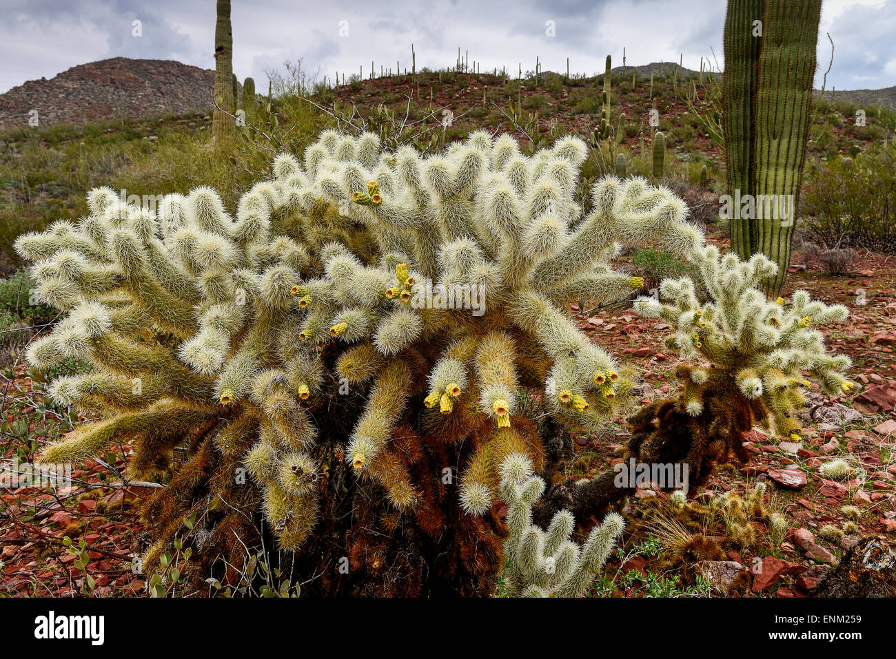 Teddybear cholla cactus en el parque nacional de Saguaro, az Foto de stock
