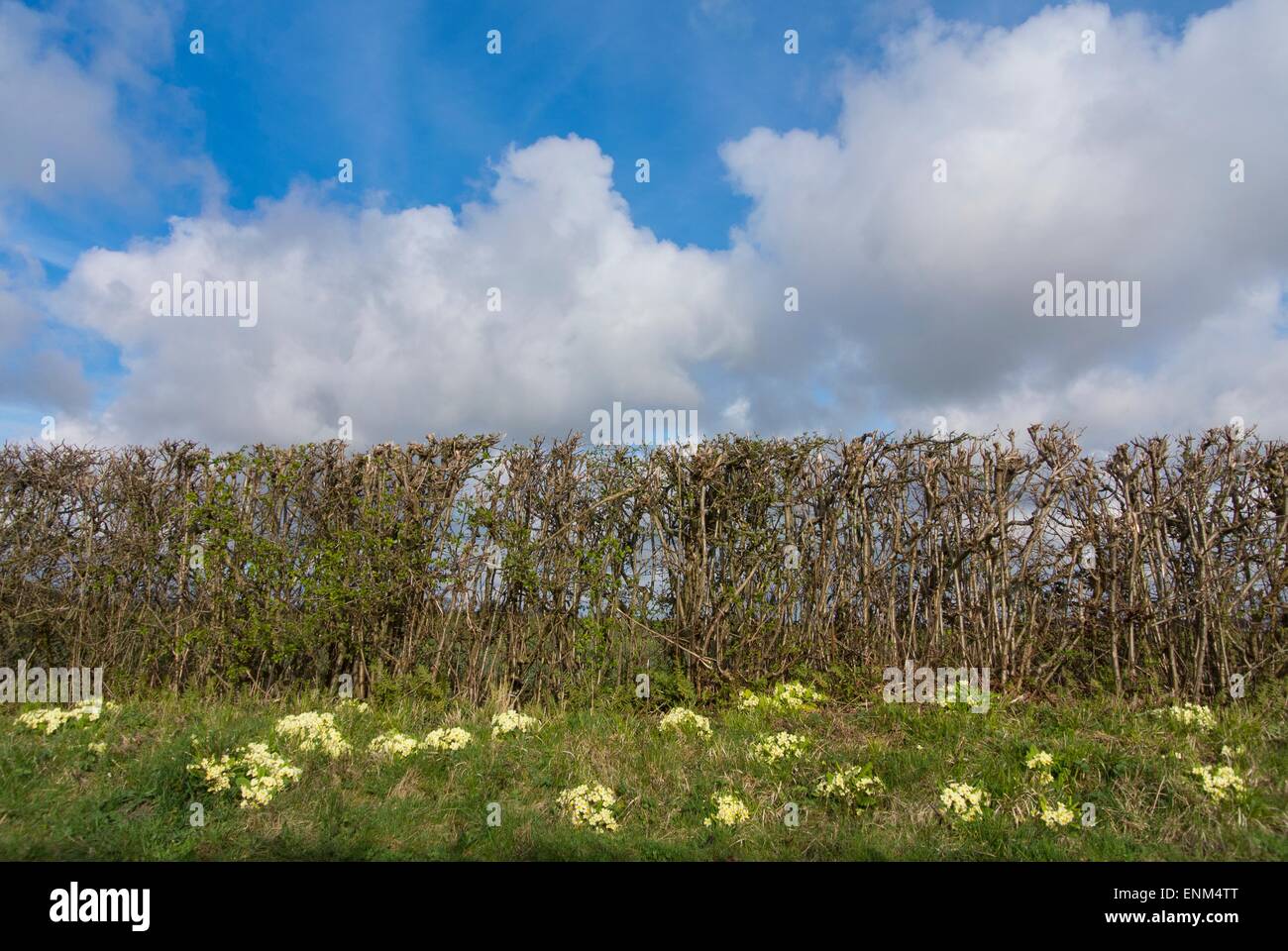 Primavera hedgebank con Prímulas. Foto de stock