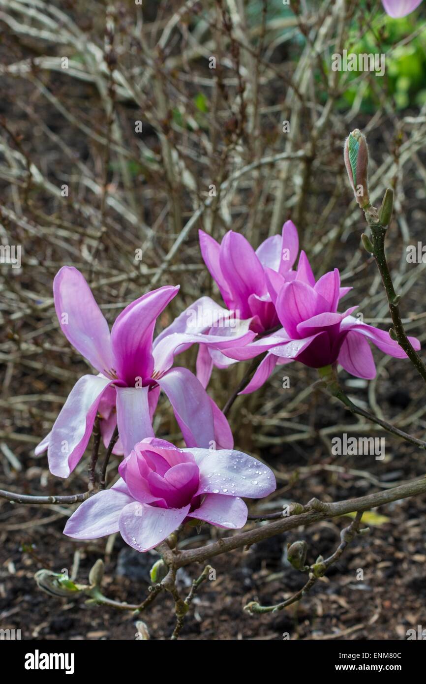 Gran Magnolia púrpura Foto de stock