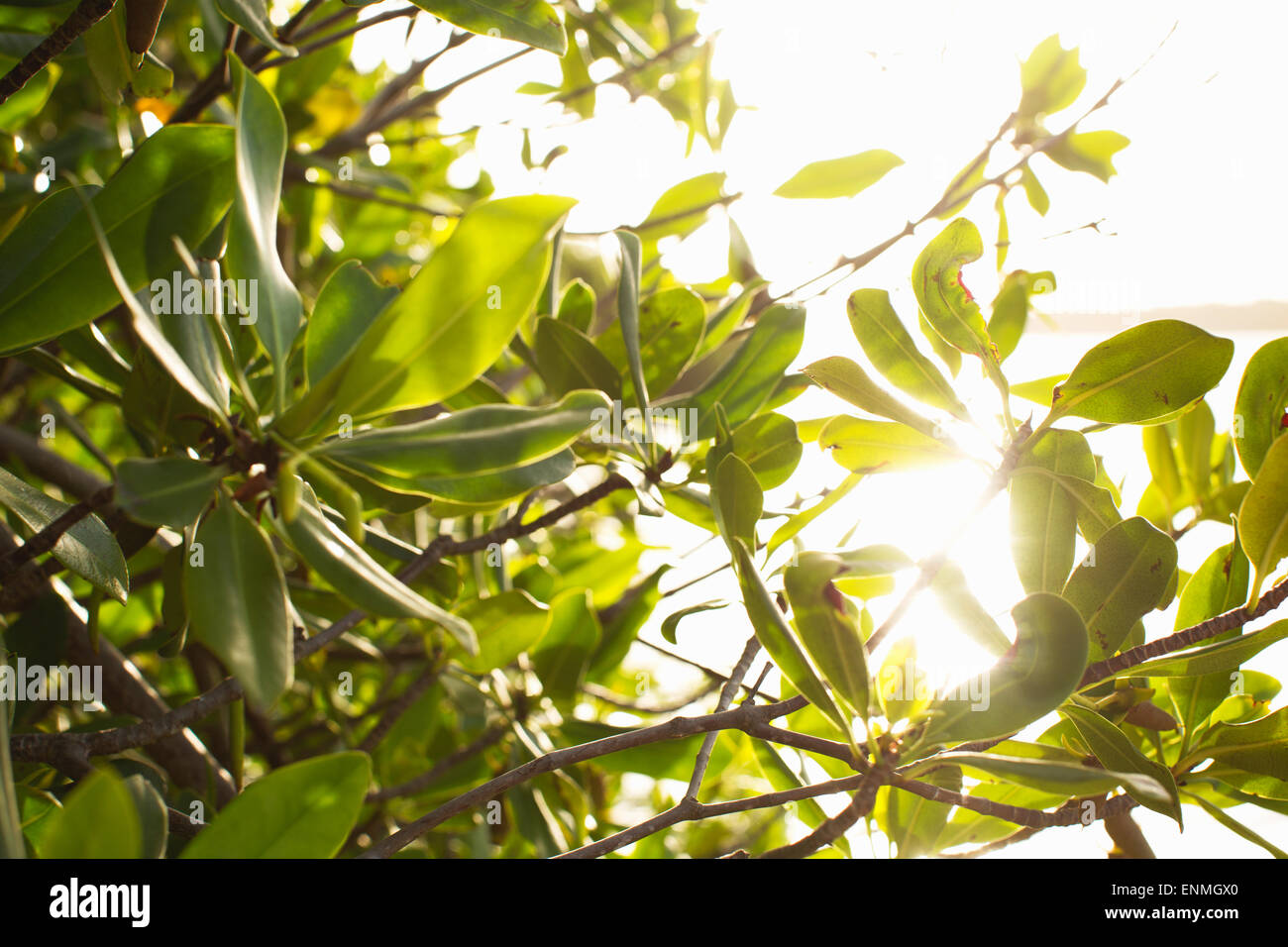 Cerca de follaje con la luz del sol brilla a través de. Foto de stock