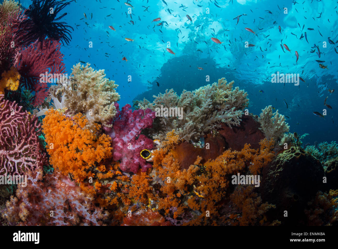 Un disparo de los arrecifes de coral en Raja Ampat mostrando tanto la superficie y paisaje subacuático Foto de stock