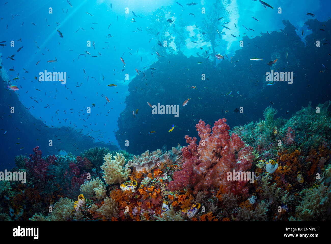 Un disparo de los arrecifes de coral en Raja Ampat mostrando tanto la superficie y paisaje subacuático Foto de stock