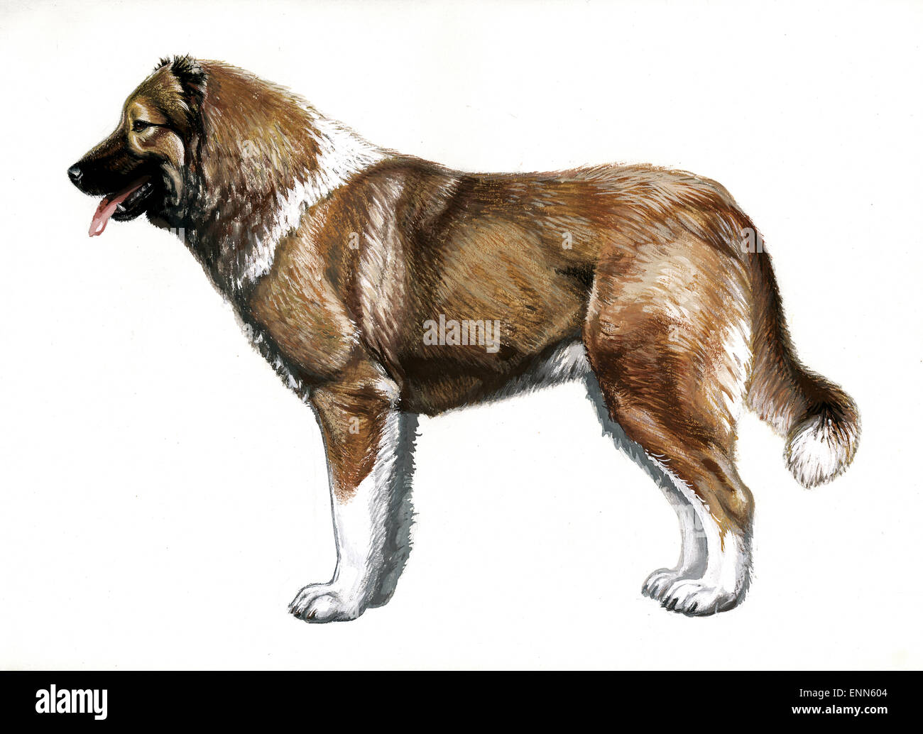 Perro Ovejero caucásicas.guardian.Los Perros Pastores.(Perro con pelo corto.generalizada en las zonas bajas de las montañas del Cáucaso). Foto de stock