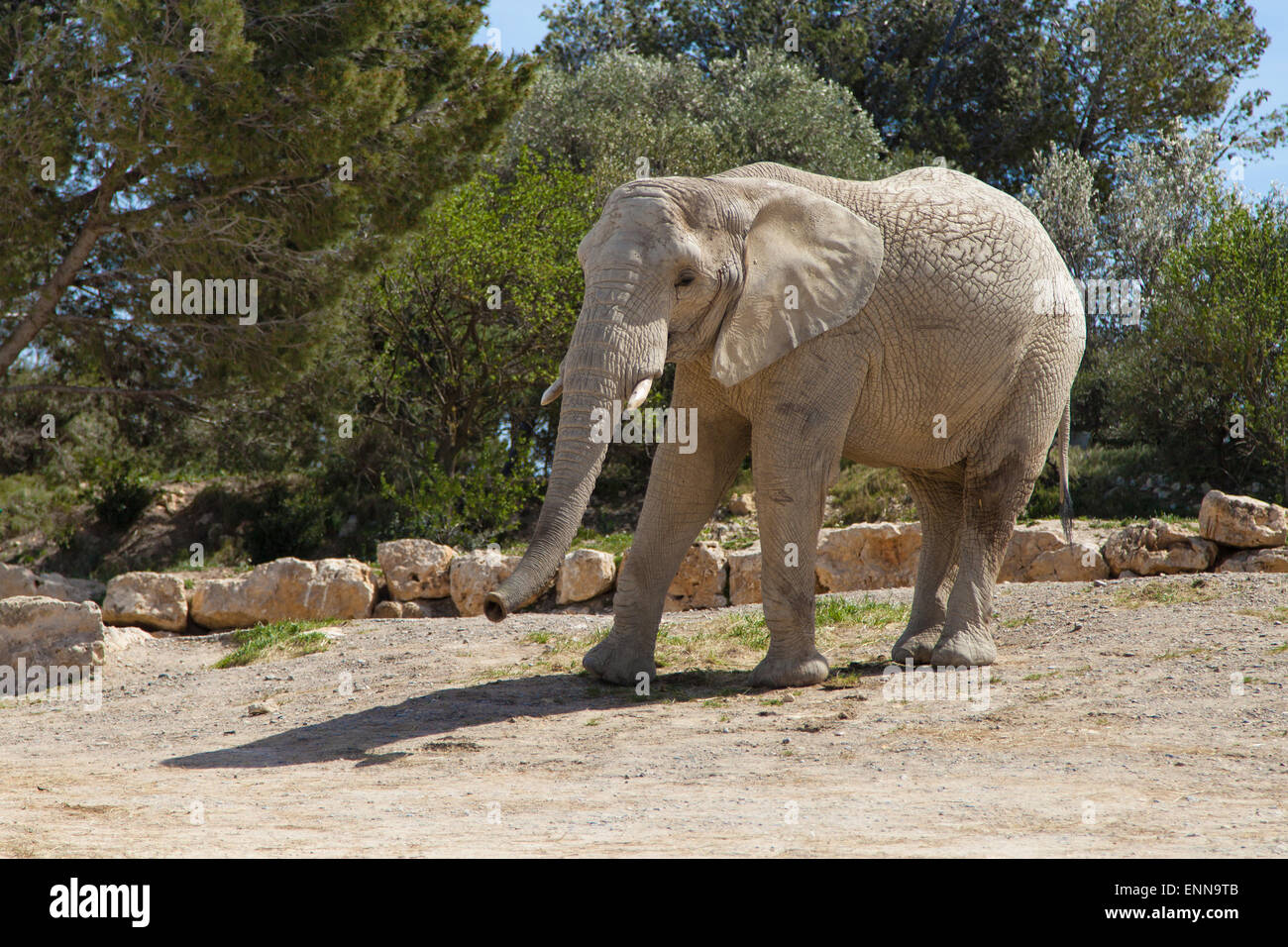 Elefante africano (Loxodonta africana) Foto de stock