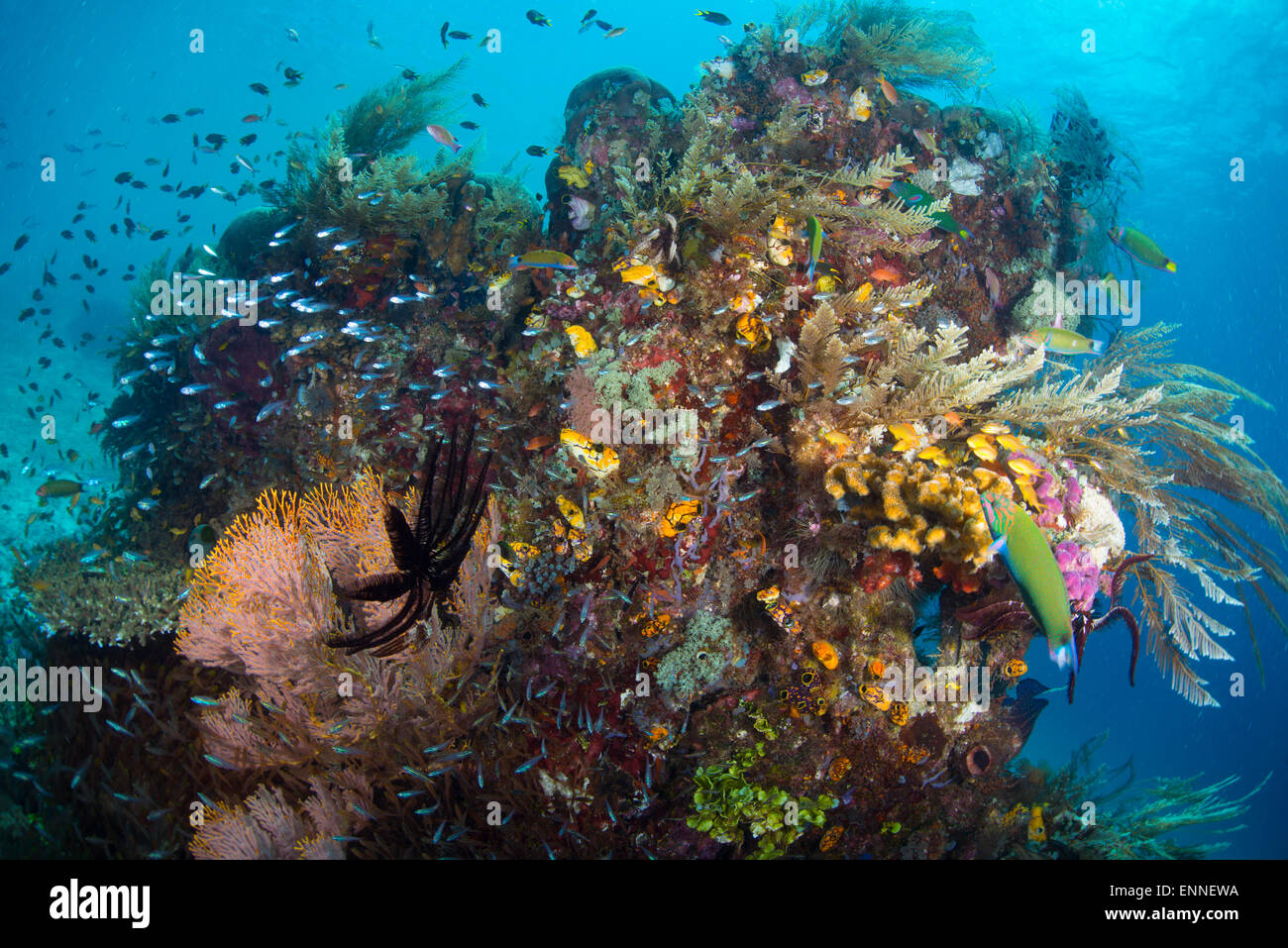 Una cabeza de coral del Raja Ampat rodeado por la escuela de Glassfish. Foto de stock