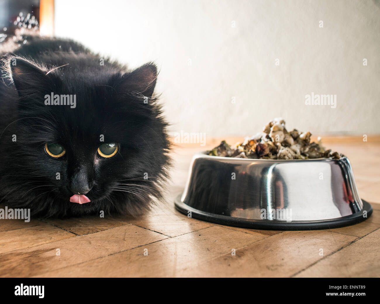 Gato negro comiendo en el piso Fotografía de stock - Alamy