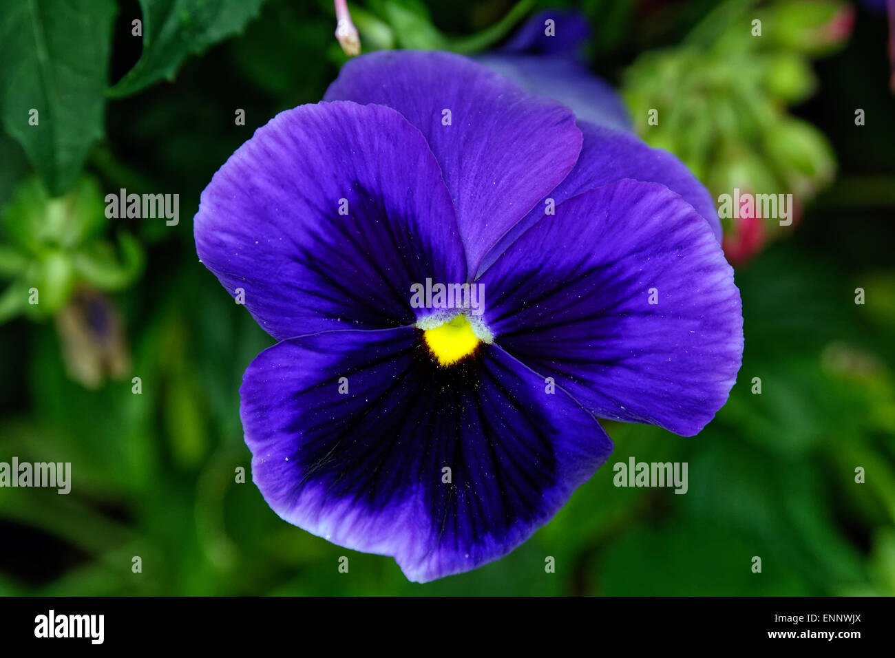 Bonita flor azul violeta con el centro amarillo Fotografía de stock - Alamy