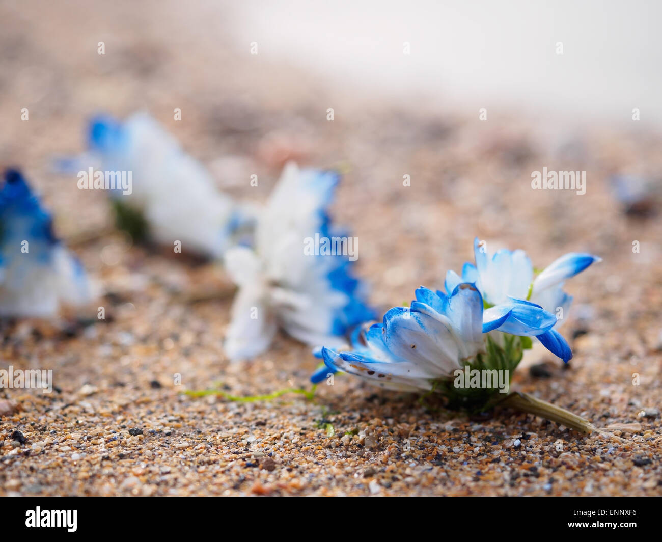 Cabezas de flores azul varada en una playa de arena, a partir de una corona. Foto de stock