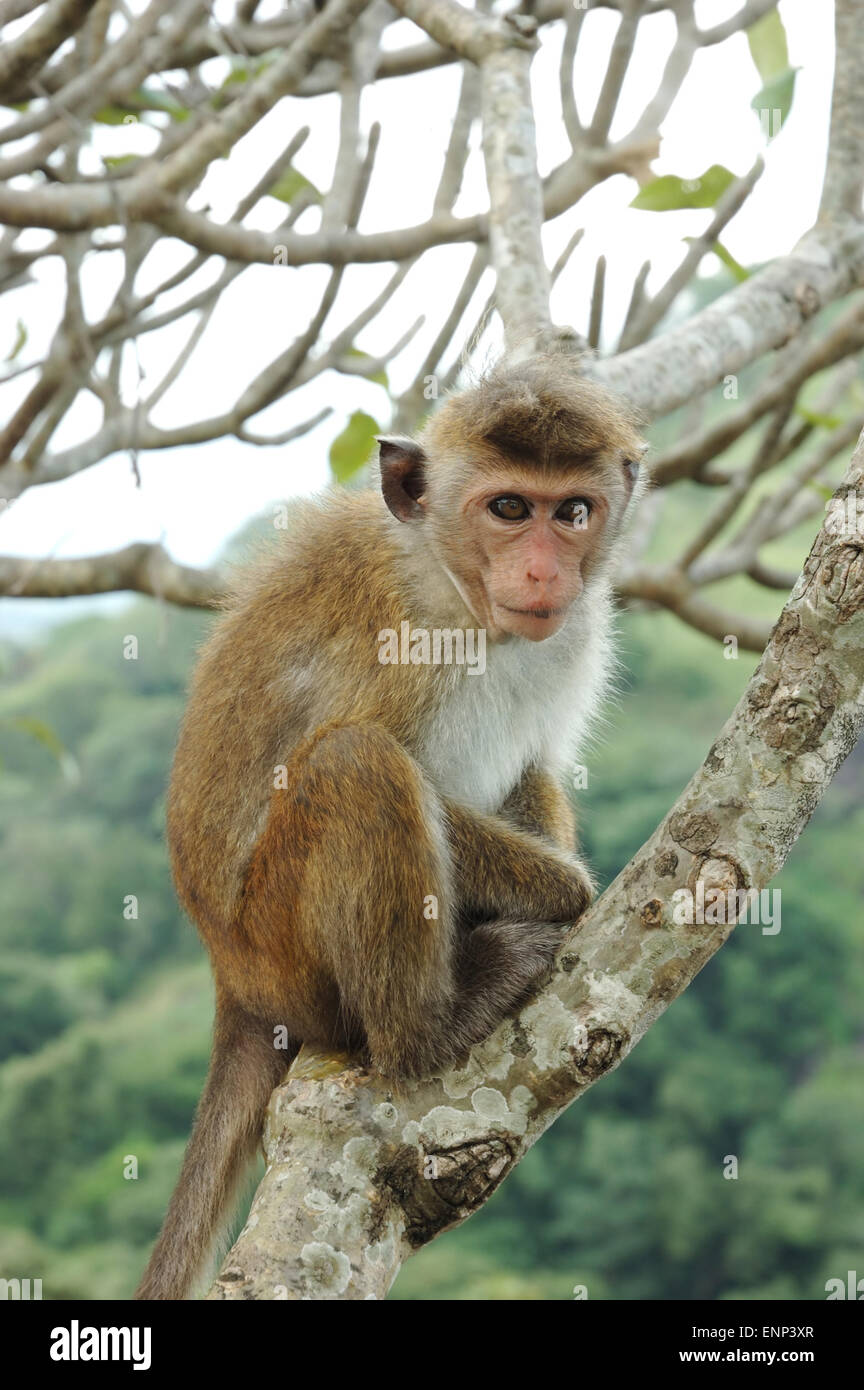 Capot (Macaco Macaca radiata) vive en los bosques tropicales del sudeste de Asia oriental Foto de stock