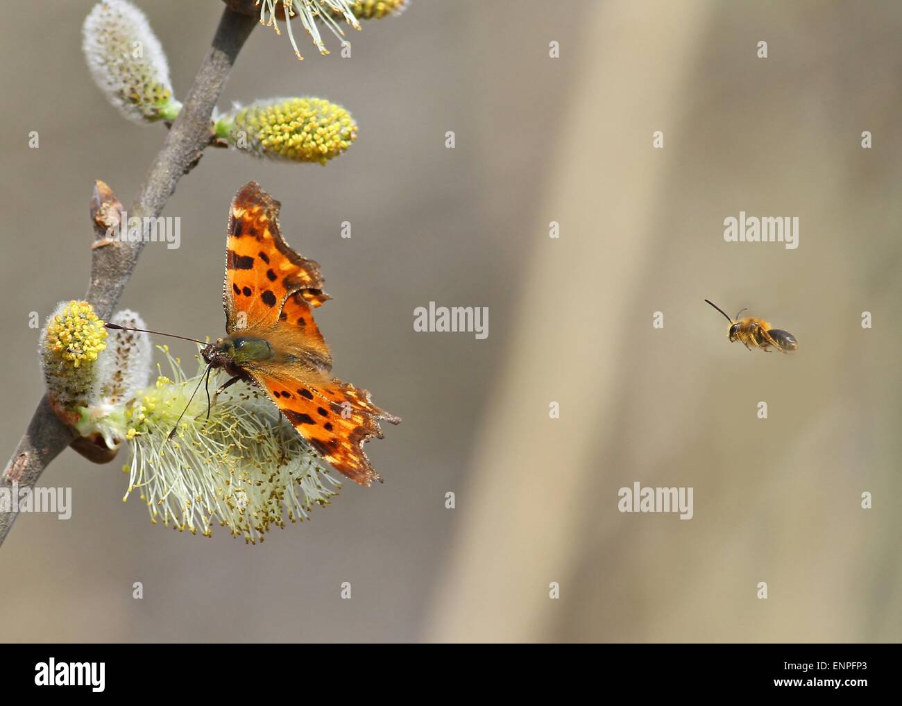 Zumbido de abeja una mariposa sobre un fondo claro con espacio para texto Foto de stock