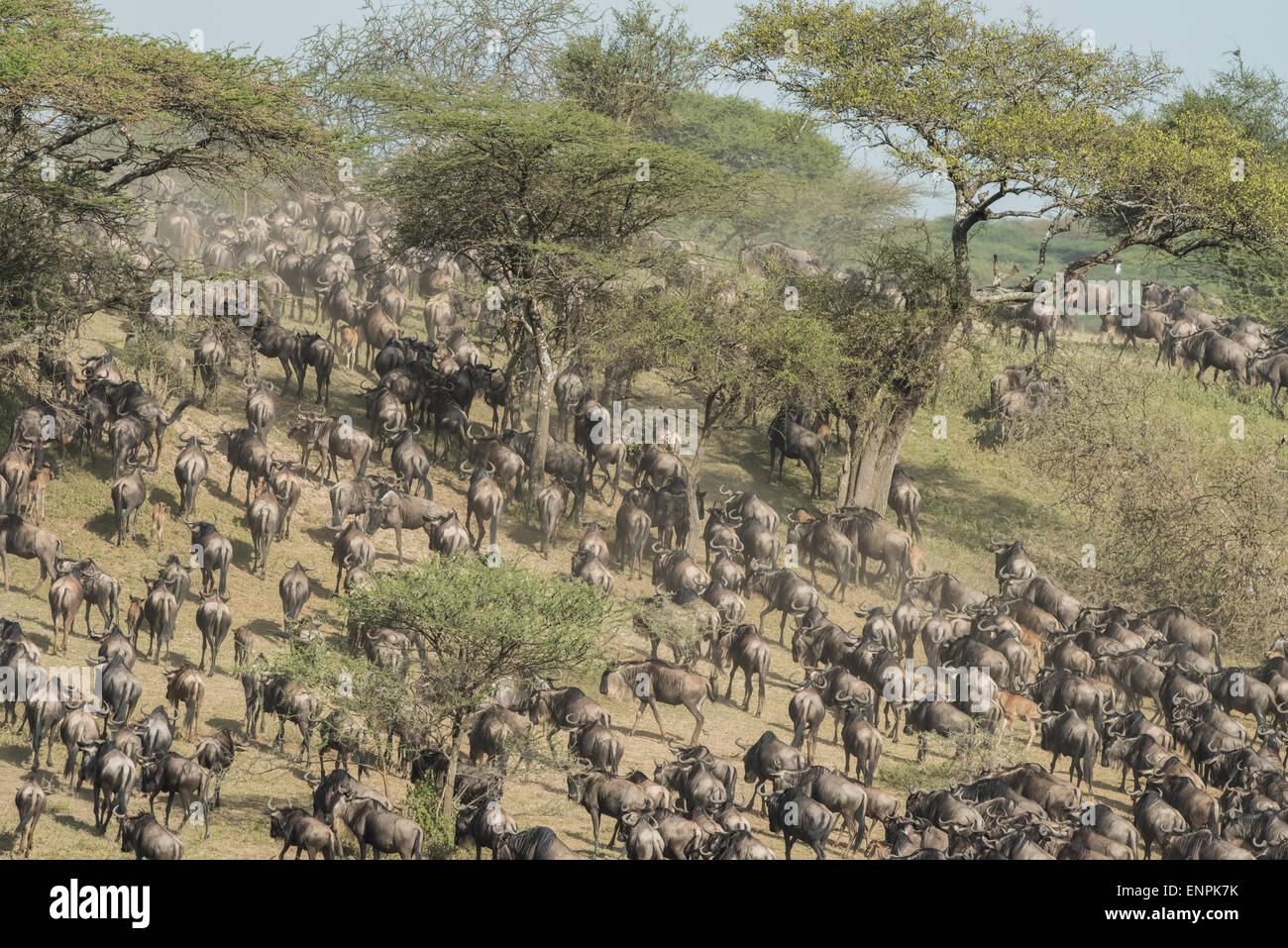Imagen de la migración de los ñus, Tanzania. Foto de stock