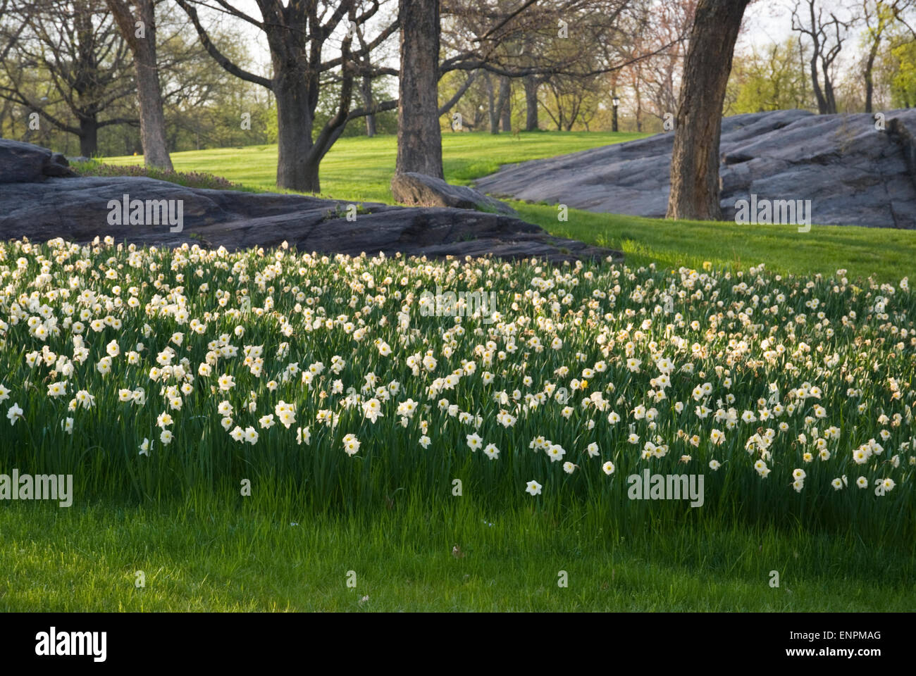 Narcisos en Central Park, NY Foto de stock