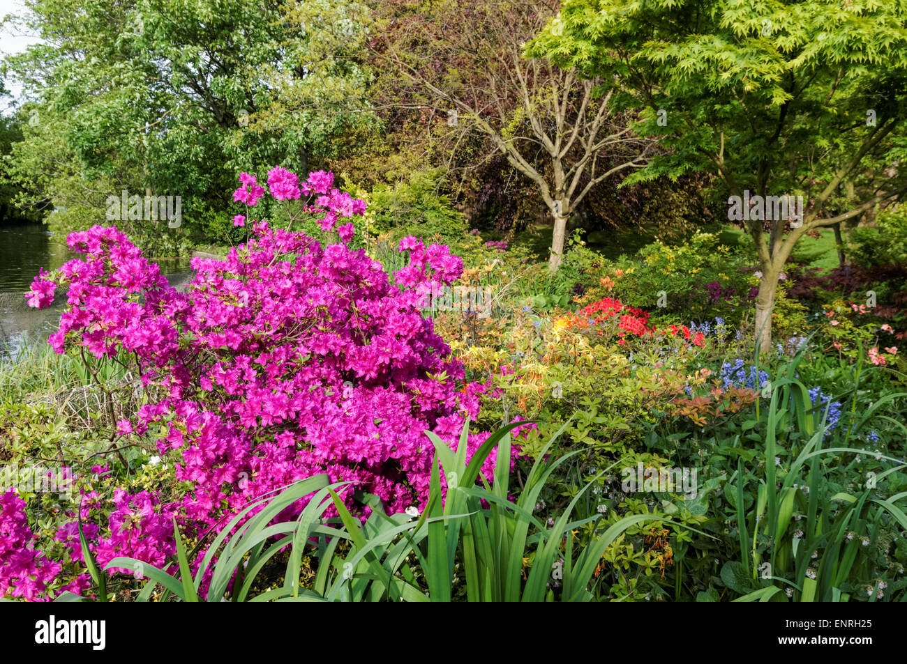Arbustos y flores floreciendo en un parque durante la primavera Foto de stock