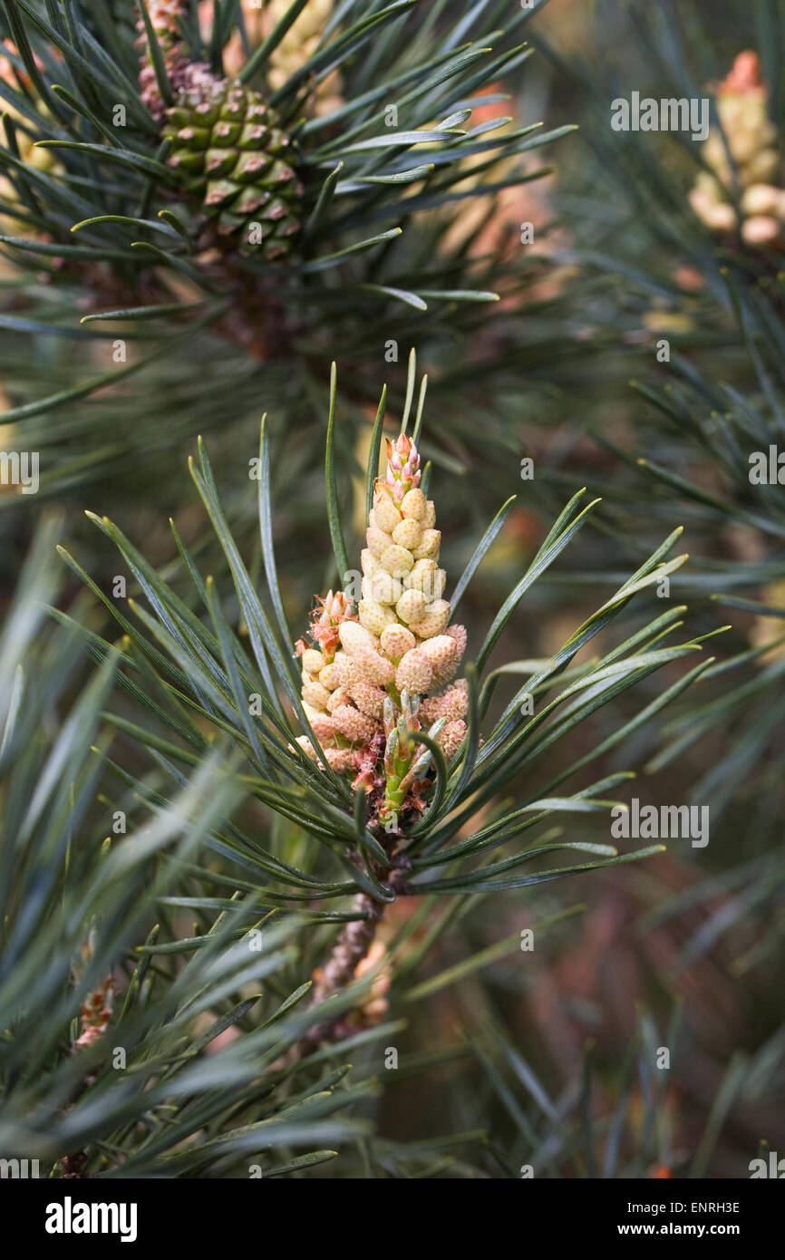 Pinus sylvestris conos en primavera. Foto de stock