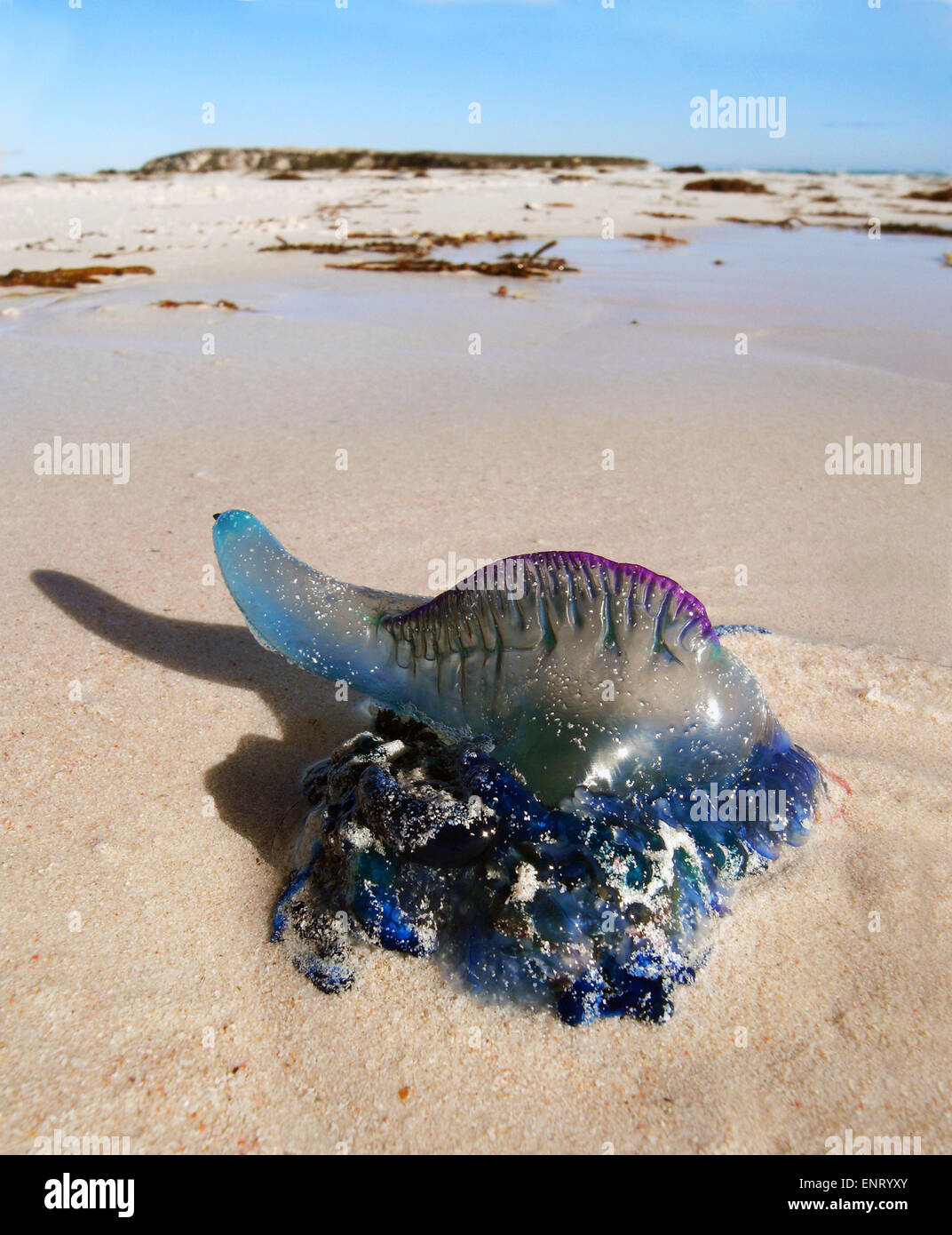 Portugués man-o-war o bluebottle medusas (Physalia sp.) se lavan en la playa cerca de la Isla de la cuña, el parque nacional de Nambung Foto de stock