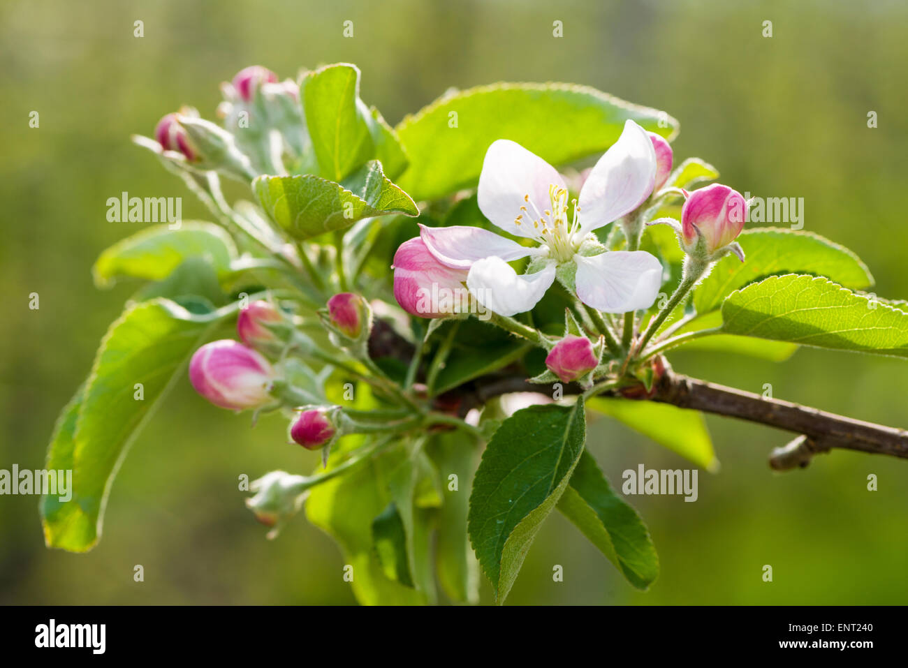 Las flores de la manzana variedad 'Gala', Auer, Tirol del Sur, Italia Foto de stock