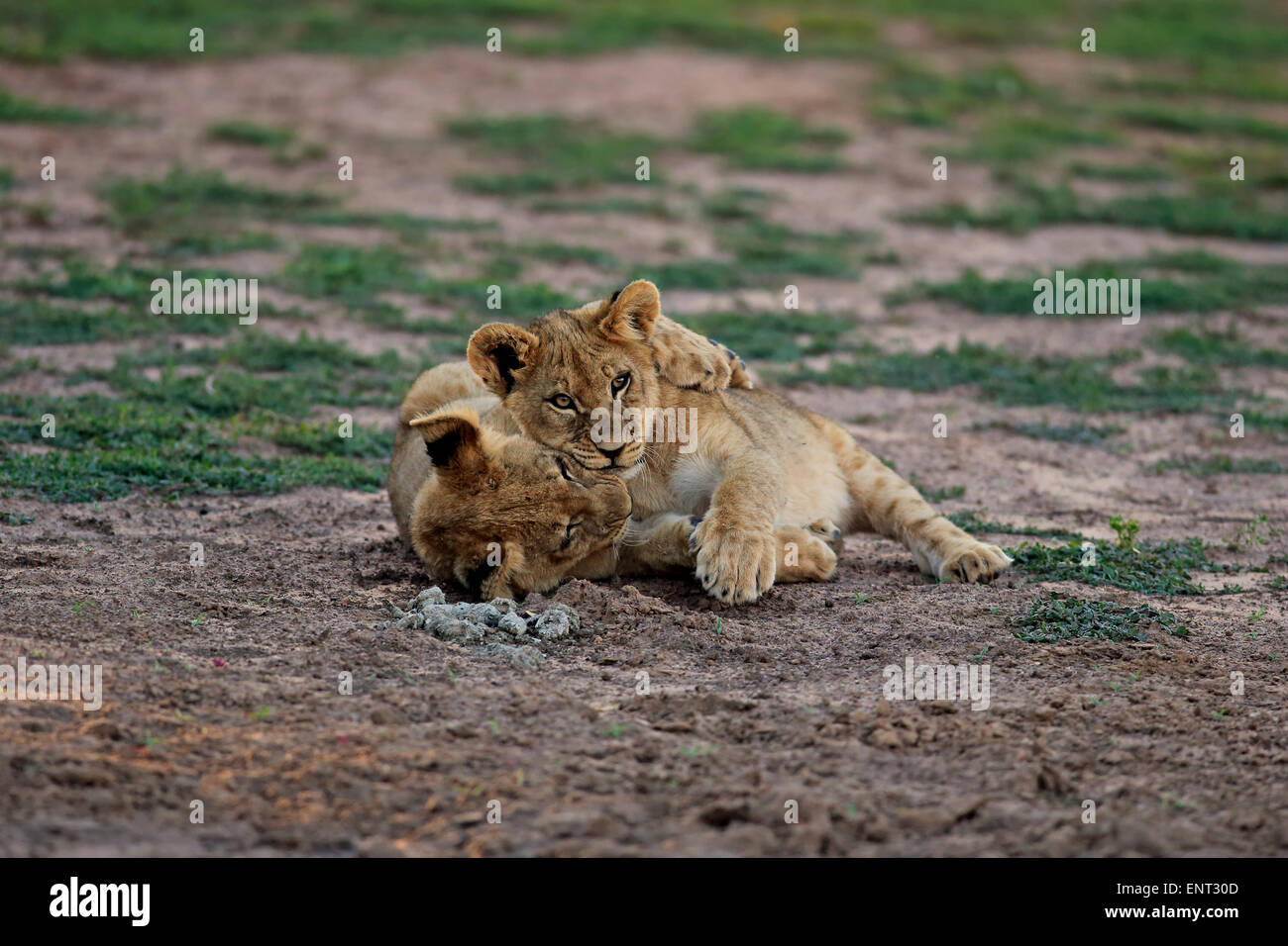 Los leones (Panthera leo), dos cachorros de cuatro meses, hermanos, jugando Tswalu Reserva de caza, el desierto de Kalahari, North Cape, Sudáfrica Foto de stock