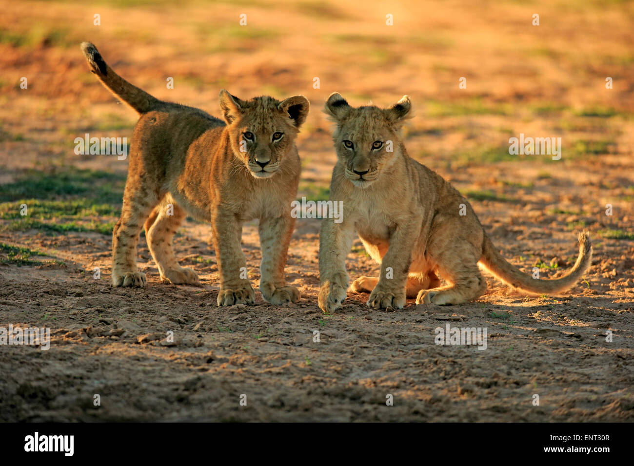 Los leones (Panthera leo), dos cachorros de cuatro meses, hermanos, jugando Tswalu Reserva de caza, el desierto de Kalahari, North Cape, Sudáfrica Foto de stock